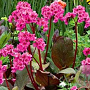 Bergenia 'Cabernet' GM P9