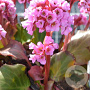 Bergenia cordifolia 'Herbstblüte' GM P9
