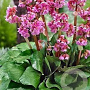 Bergenia 'Eden's Dark Margin' GM P9