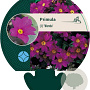 Primula (J) 'Wanda' GM P9