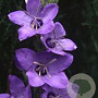 Campanula primulifolia GM P9