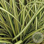 Carex brunnea 'Camara' GM 2,0L