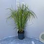 Carex grayi GM 2,0L