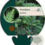 Pteridium aquilinum GM P9