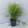 Carex muskingumensis GM 2,0L