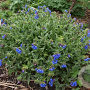 Pulmonaria 'E.B. Anderson' GM P9