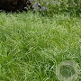 Carex pensylvanica GM P9