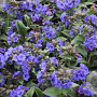 Pulmonaria 'Blue Ensign' GM P9
