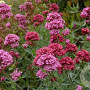 Centranthus ruber 'Pretty Betsy' GM P9