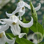 Clematis (I) 'Gletschereis' GM P9