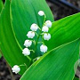 Convallaria maj. 'Hardwick Hall' GM P9