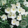 Convolvulus cneorum GM P9