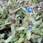 Pulmonaria longifolia GM P9