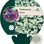 Pulmonaria 'Majesté' GM P9