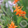Crocosmia 'Firestars Hot Spot' GM P9