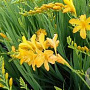 Crocosmia 'Pauls Best Yellow' GM P9