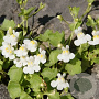 Cymbalaria pallida 'Alba' GM P9