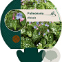 Pulmonaria officinalis GM P9