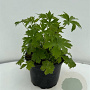 Delphinium (P) 'Black Knight' GM 2,0L