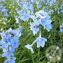 Delphinium (B) 'Cliveden Beauty' GM P9