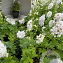 Delphinium 'Magic Fountains White' GM 2,0L