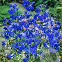 Delphinium (B) 'Völkerfrieden' GM  P11