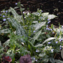 Pulmonaria Opal GM P9