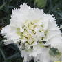 Dianthus (PL) 'Mrs Sinkins' GM P9