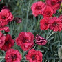 Dianthus (PL) 'Munot' GM P9