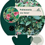 Pulmonaria rubra 'Redstart' GM P9