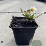 Dryas suendermannii GM P9