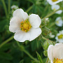 Potentilla rupestris GM P9