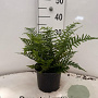 Dryopteris affinis 20-25 cm 2,0L