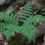 Dryopteris carthusiana GM P9