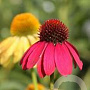 Echinacea 'Cheyenne Spirit' GM P9