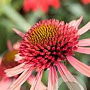 Echinacea 'Flamingo' GM P9