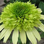 Echinacea 'Honeydew' GM P9