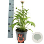 Echinacea Lakota Orange GM P9