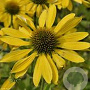 Echinacea 'Leilani' GM P9