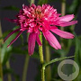 Echinacea 'Mini Belle' GM P9