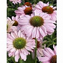 Echinacea Sunseekers Blush GM P9