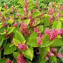 Fallopia japonica compacta GM P9