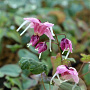 Epimedium 'Pretty in Pink' GM P9