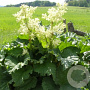 Rheum rhabarbarum GM P9