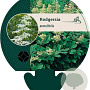 Rodgersia aesculifolia GM P9