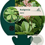 Rodgersia henrici GM P9