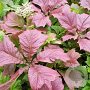Rodgersia 'Irish Bronze' GM P9