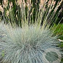 Festuca glauca 'Hoggar' GM P9