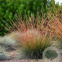 Festuca glauca Sunrise GM P9