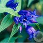 Gentiana asclepiadea GM P9